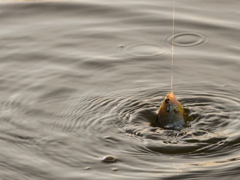 What to Do When a Fish Swallows the Hook: A Guide What to Do When a Fish Swallows the Hook: A Guide