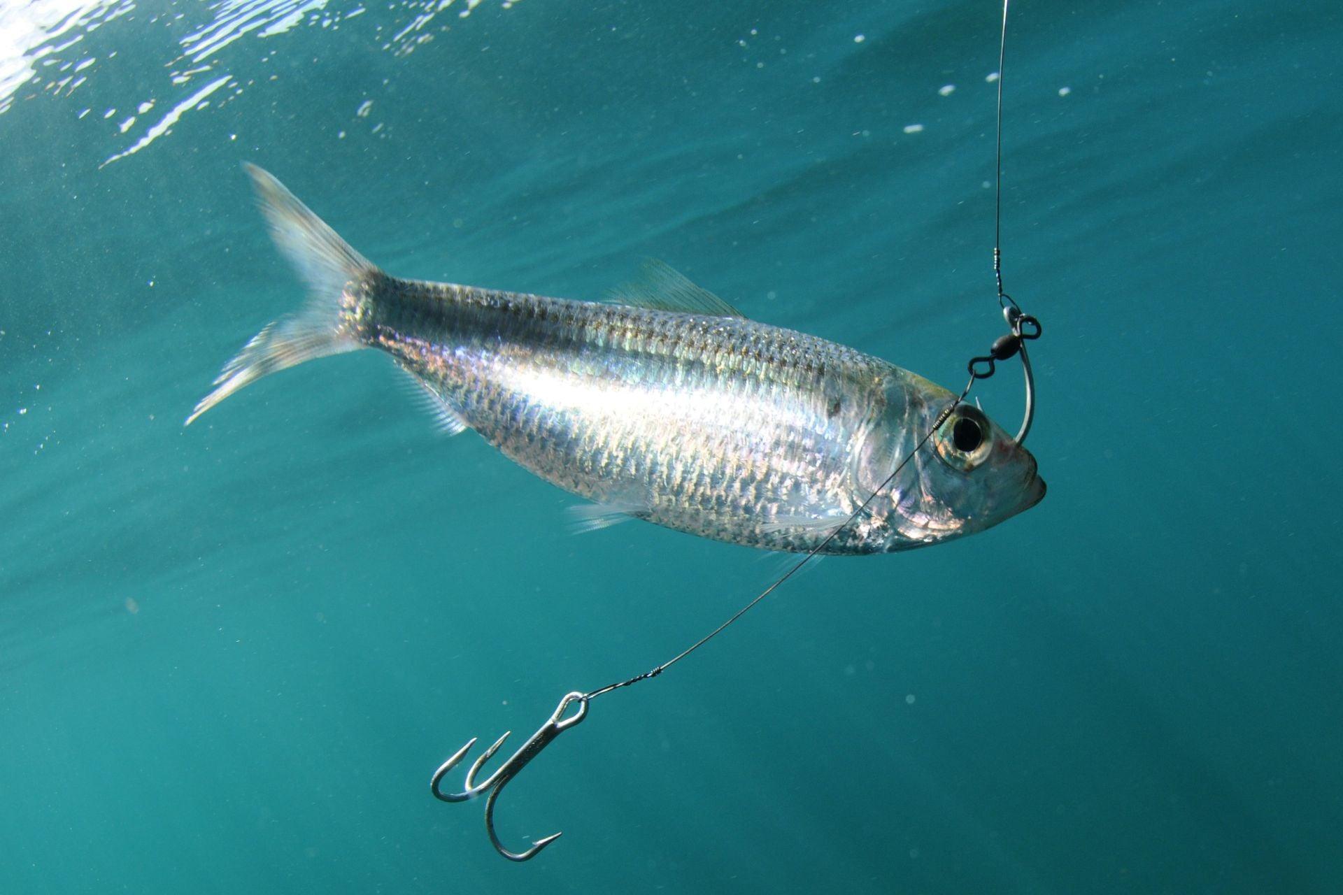 baited hook fishing 70pcs Live Bait Hooks Kit 2X Strong Jigging Assist Hooks Saltwater It is ideal for Conger Eel Top 9 Types Of Fishing