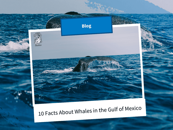 10 Facts About Whales in the Gulf of Mexico (Rice’s Whale, Sightings & More)