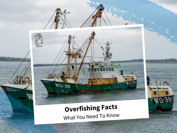 Overfishing Facts: What You Need To Know