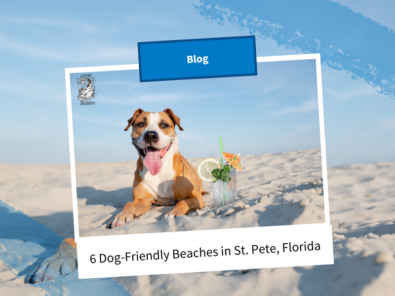 6 Dog-Friendly Beaches in St. Pete, Florida