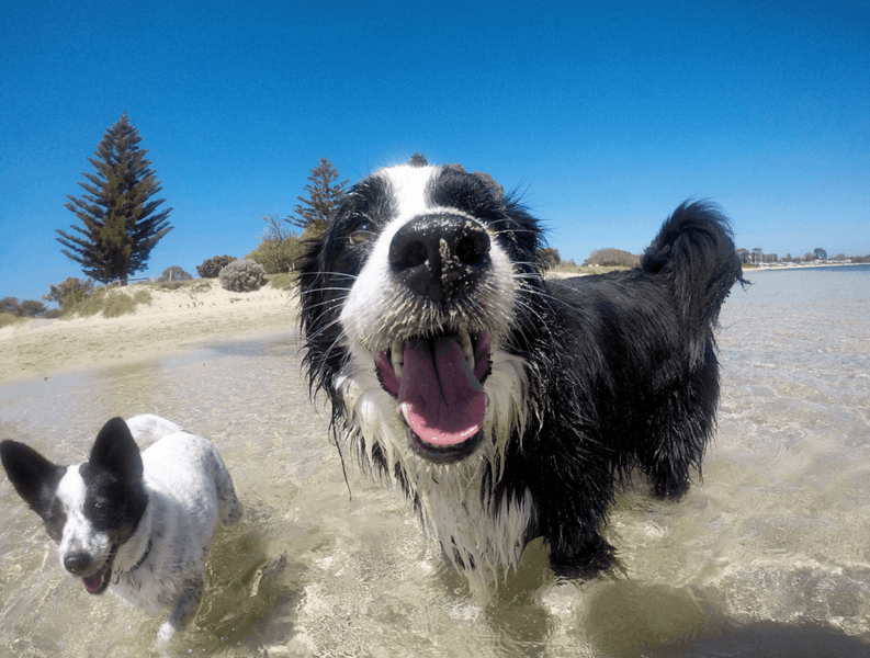 6 Dog-Friendly Beaches in St. Petersburg, Florida