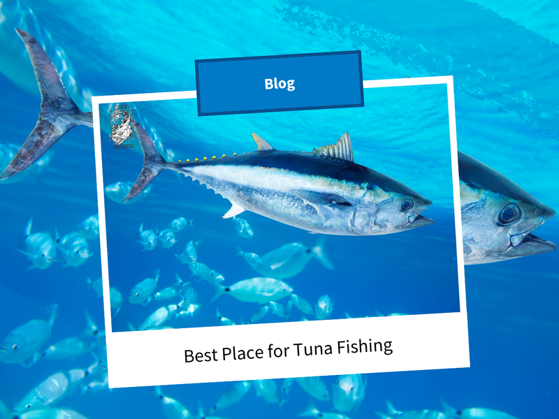 Best Place for Tuna Fishing