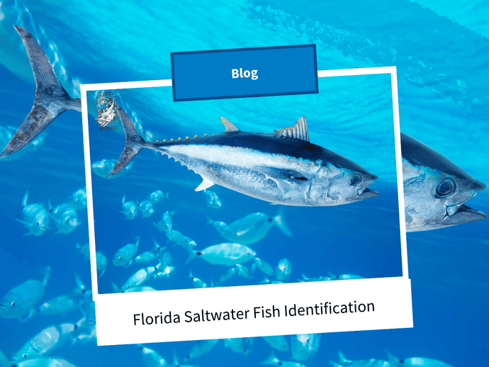 Florida Saltwater Fish Identification