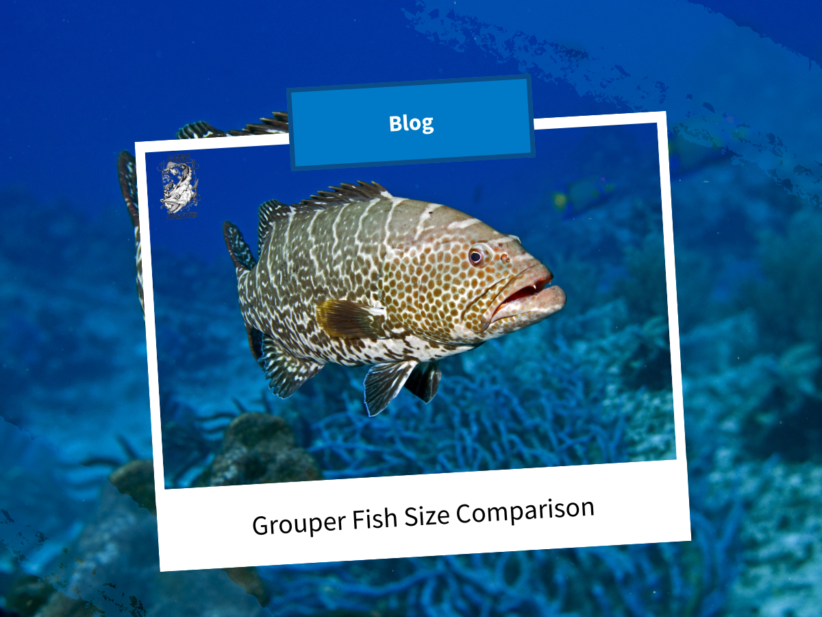 Fish. Compare Size Grouper Fish Size Comparison