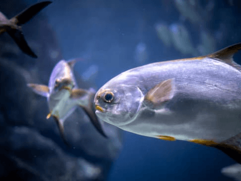 How to Catch Pompano Fish Like a Pro
