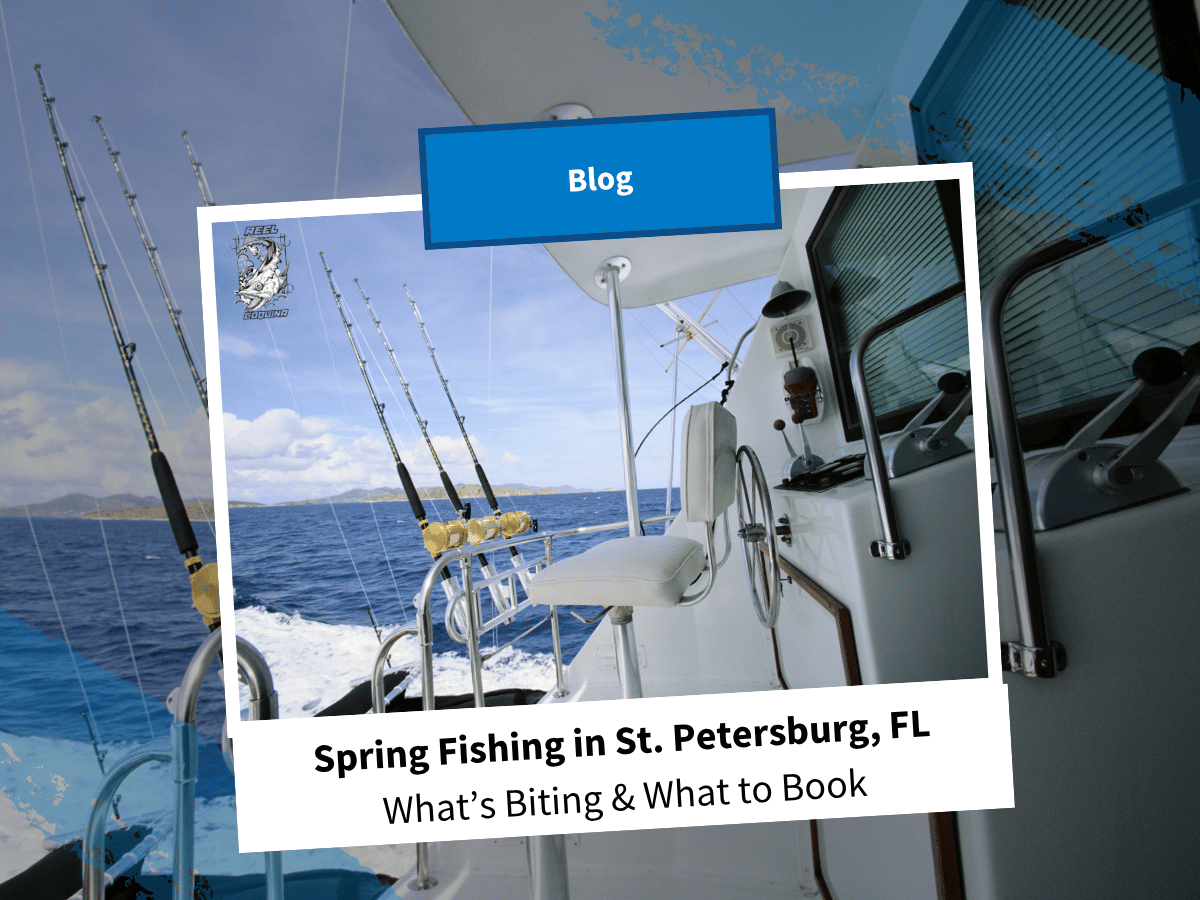 Spring Fishing in St. Petersburg, FL: What’s Biting & What to Book