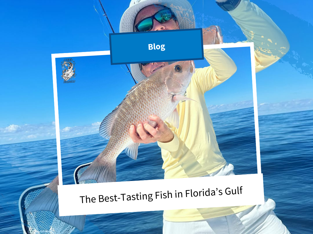 Taseing Fish The Best-Tasting Fish in Florida’s Gulf