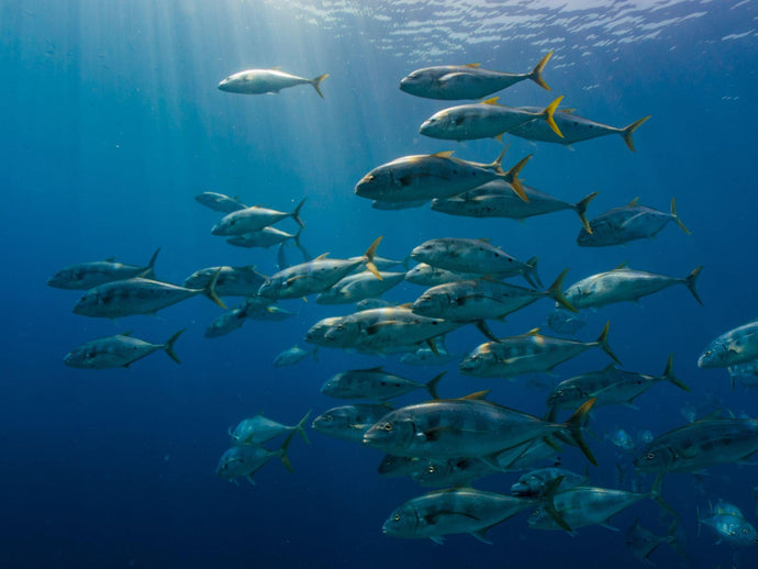What is the best reel for yellowtail?
