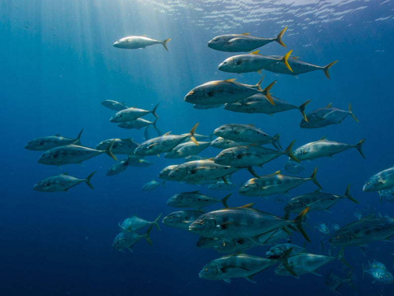 What is the best reel for yellowtail?