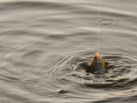 When a Fish Swallows the Hook: What to Do Next