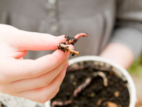 Fishing with Worms: Like a Pro