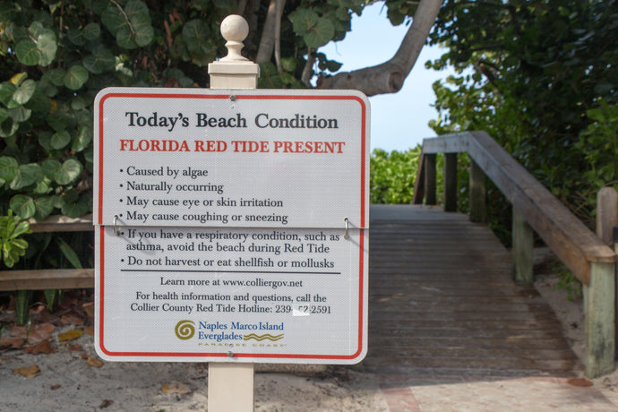 Can you fish during Red Tide in Florida?