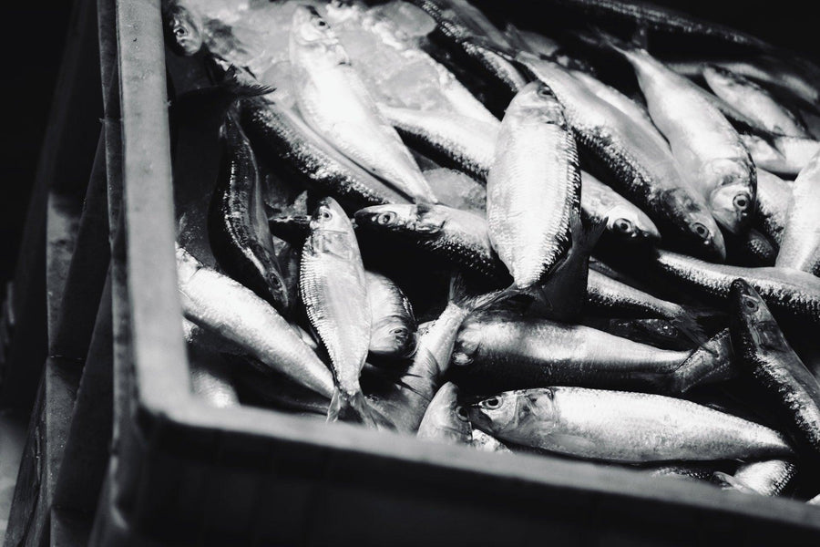 How to Store Your Fish After Catching It 