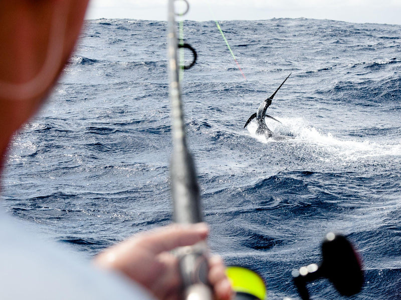 The Ultimate Guide to Learn How to Tie a Hook on a Fishing Line
