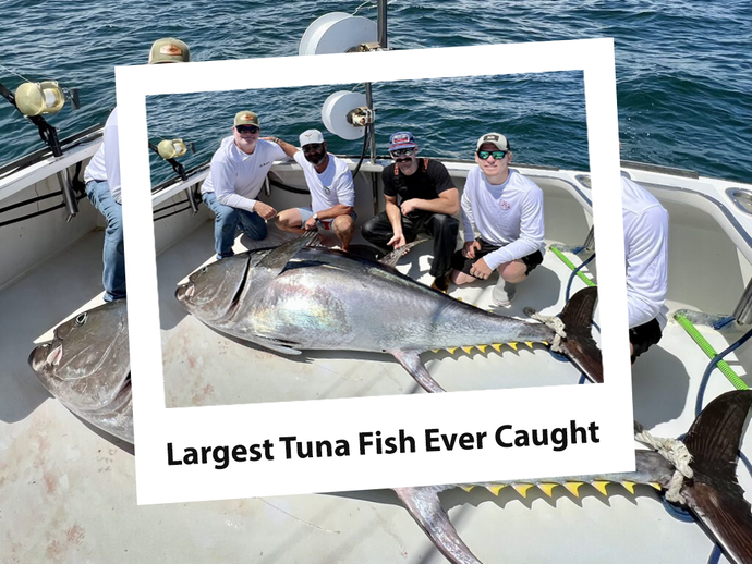 Largest Tuna Fish Ever Caught
