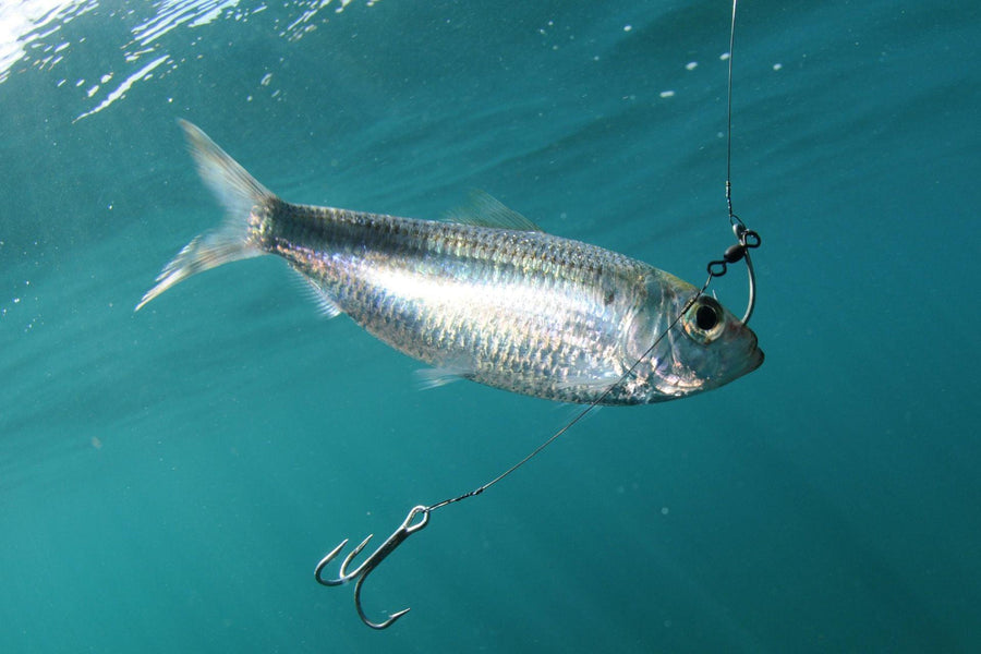 How to Hook Live Bait Like a Pro