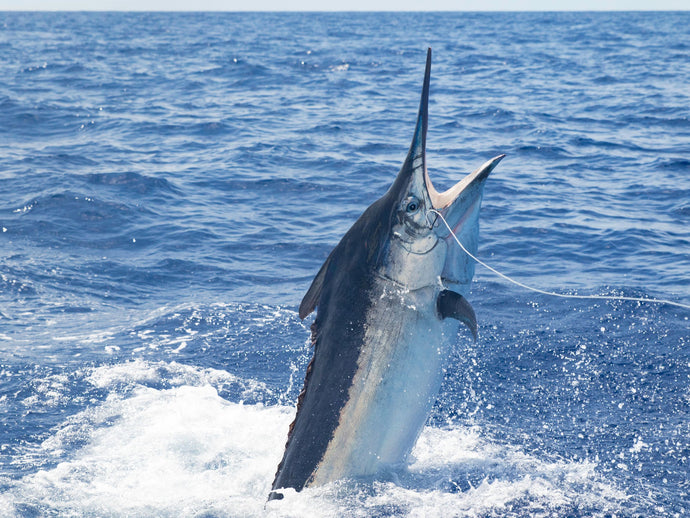 Marlin Fishing in Florida