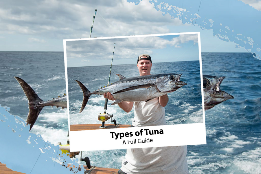 Types of Tuna: A Full Guide