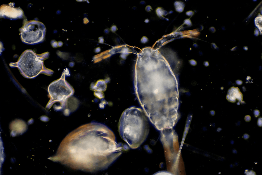 Interesting Facts About The Ocean: a Fascinating World