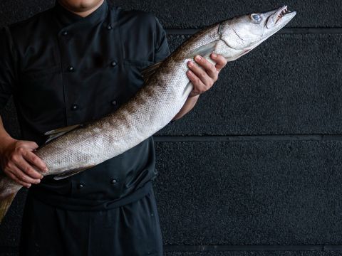 Biggest barracuda ever caught